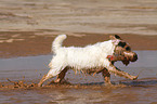 playing Jack Russell Terrier