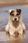 lying Jack Russell Terrier