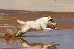 running Jack Russell Terrier