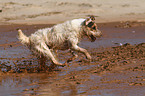 running Jack Russell Terrier