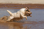 running Jack Russell Terrier