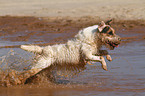 running Jack Russell Terrier