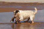 playing Jack Russell Terrier