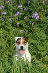 Jack Russell Terrier Portrait