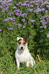 sitting Jack Russell Terrier