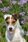 Jack Russell Terrier Portrait