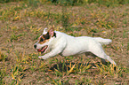 running Jack Russell Terrier