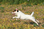 running Jack Russell Terrier