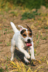 running Jack Russell Terrier