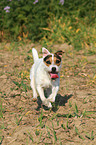 running Jack Russell Terrier