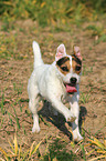 running Jack Russell Terrier