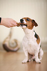 sitting Jack Russell Terrier