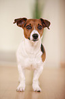 Jack Russell Terrier