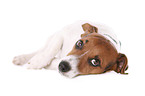 lying Jack Russell Terrier