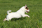 running Jack Russell Terrier