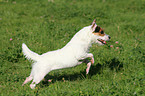 running Jack Russell Terrier