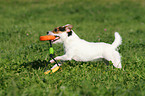 playing Jack Russell Terrier