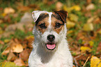 Jack Russell Terrier Portrait