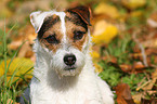 Jack Russell Terrier Portrait