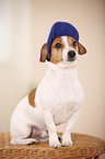 Jack Russell Terrier