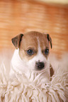 Jack Russell Terrier Puppy