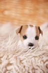 Jack Russell Terrier Puppy