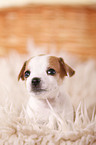 Jack Russell Terrier Puppy