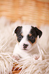 Jack Russell Terrier Puppy