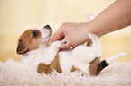 Jack Russell Terrier Puppy