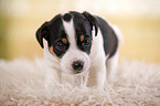 Jack Russell Terrier Puppy