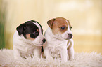 Jack Russell Terrier Puppy