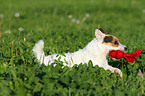 playing Jack Russell Terrier