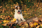 sitting Jack Russell Terrier