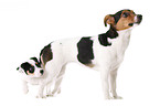 Jack Russell Terrier