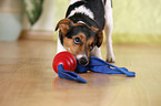 Jack Russell Terrier