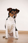 Jack Russell Terrier