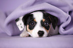 Jack Russell Terrier puppy