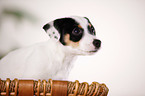 Jack Russell Terrier puppy