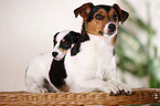 Jack Russell Terrier