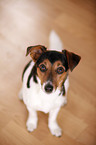 Jack Russell Terrier