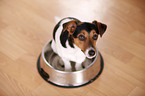 Jack Russell Terrier