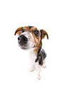 Jack Russell Terrier