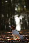 sitting Jack Russell Terrier