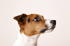 Jack Russell Terrier Portrait