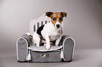 Jack Russell Terrier