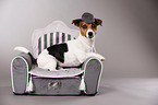 lying Jack Russell Terrier