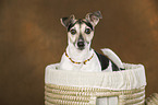 Jack Russell Terrier Portrait