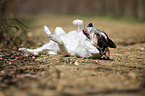 rolling Jack Russell Terrier