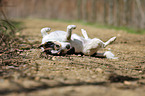 rolling Jack Russell Terrier