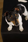 sitting Jack Russell Terrier